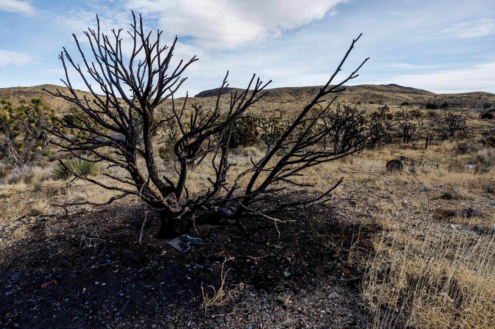 Charred vegetation rises from a patch of scorched desert.