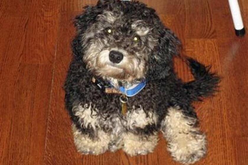 In a photo provided yesterday by Andrew and Fran Osiason, their 15-pound cockapoo named Pawlee is seen at their home in Wyckoff, N.J. The 8-month-old Pawlee surprised his family Sunday morning when he scared off a mother bear and her two cubs after they had strayed into his back yard.