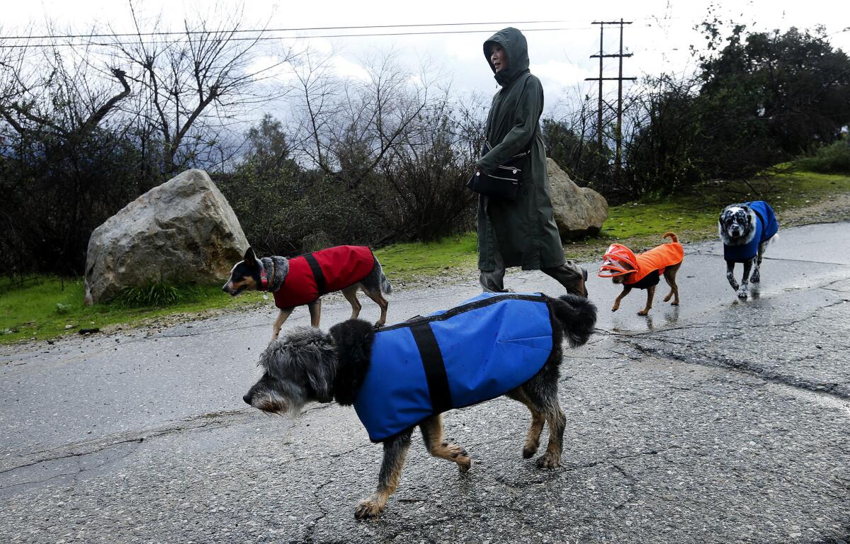 Dale Ball of La Cañada Flintridge and her dogs walk while in Pasadena on a rainy day last month.
