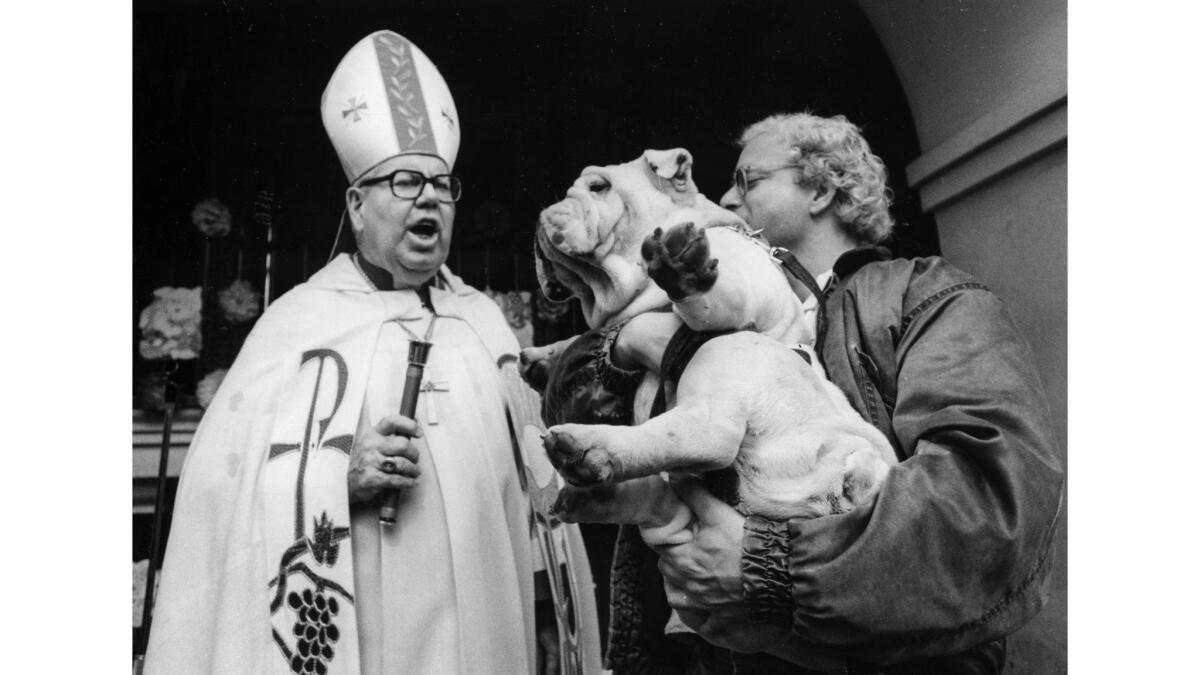 March 25, 1989: At Olvera Street, Bishop John Ward extends a blessing to Cookie, an English bulldog owned by Scott Lichtig.