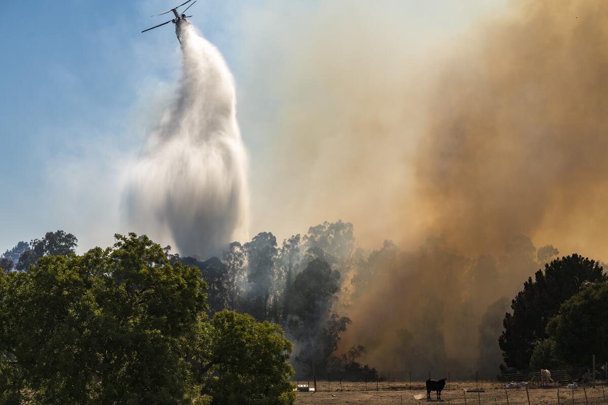 A helicopter drops water on a section of trees where smoke is rising