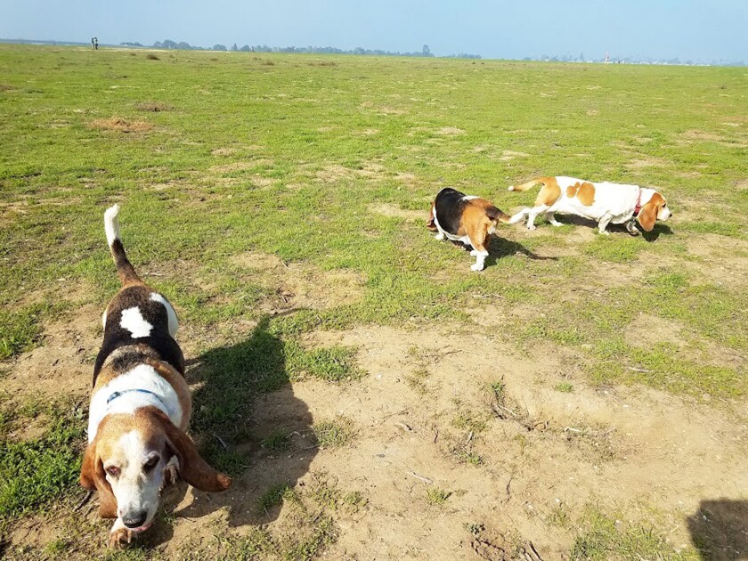 Sadie, a basset hound, found some similar friends on an outing to the Fiesta Island Off-Leash Dog Park.