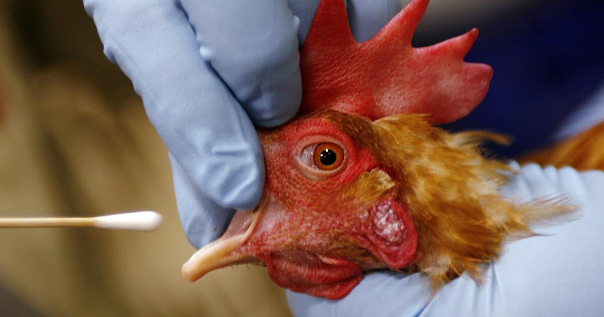 What is causing the spread of bird flu?