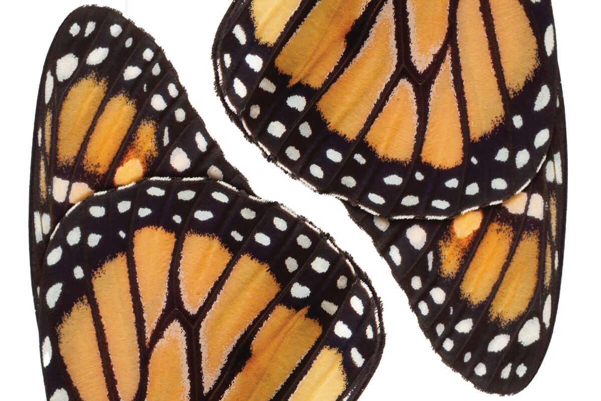 Closeup of monarch butterfly wings for story about monarch butterfly numbers rising