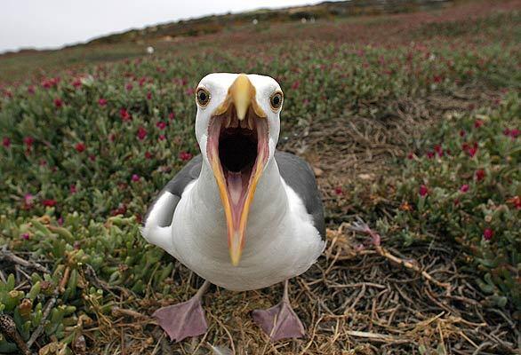 Anacapa Island