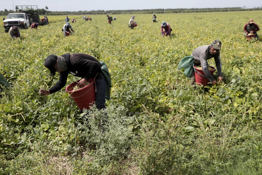 FILE - In this May 12, 2020, file photo, farmworkers harvest beans during the coronavirus outbreak in Homestead, Fla. Many U.S. health centers that serve agricultural workers across the nation are receiving COVID-19 vaccine directly from the federal government in a program created by the Biden administration. But in some states, farmworkers are not yet in the priority groups authorized to receive the shots. (AP Photo/Lynne Sladky, File)
