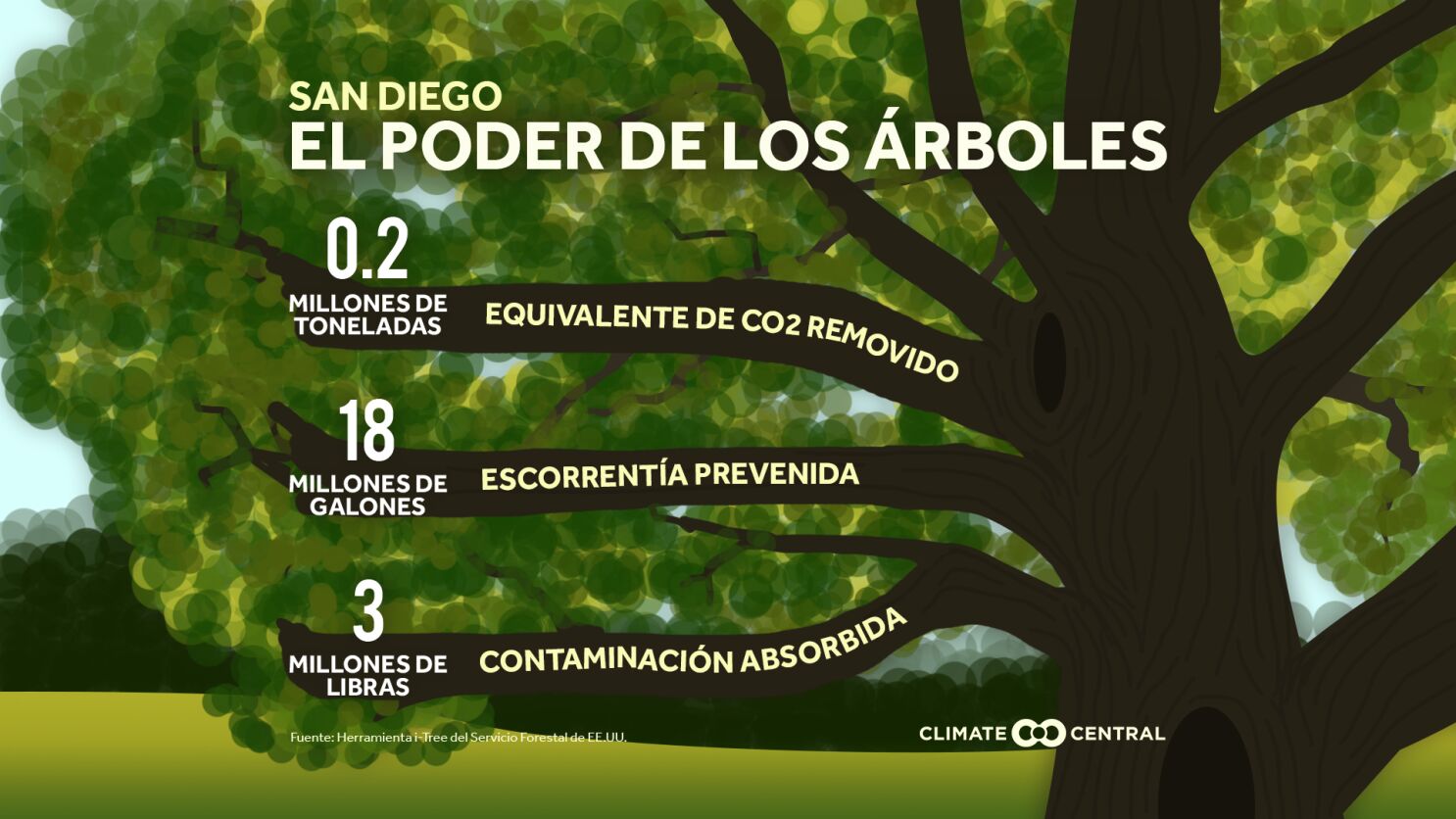Plantar árboles ayuda a combatir el cambio climático - San Diego  Union-Tribune en Español