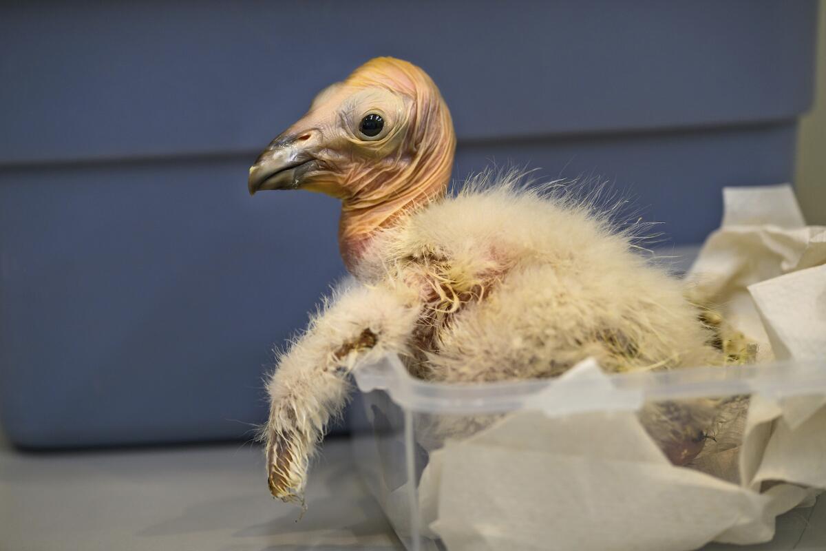 En esta fotografía suministrada por el Zoológico de Los Ángeles, un polluelo de cóndor 