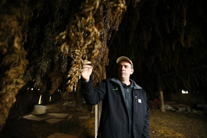 Brian Furnish, of Cynthiana, Ky., Director of Farming & Global Production at Ananda Hemp, examines drying hemp buds in one of his ten hemp barns in Cynthiana, Wednesday, Jan. 23, 2019. Furnish, a lifelong tobacco farmer, has been growing hemp and producing CBD products following passage of the Agricultural Act of 2014.