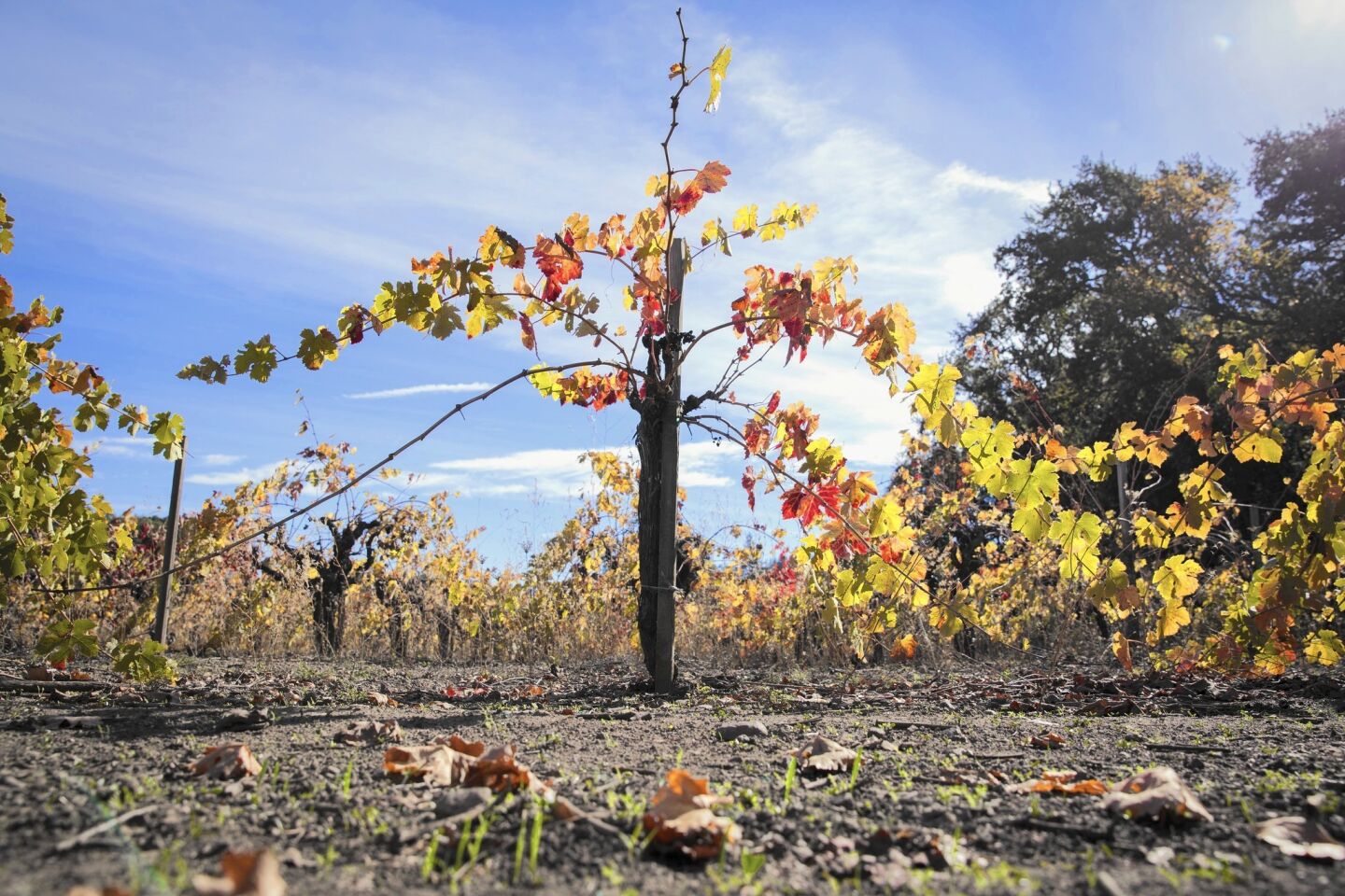 Drought raises wineries' interest in dry farming