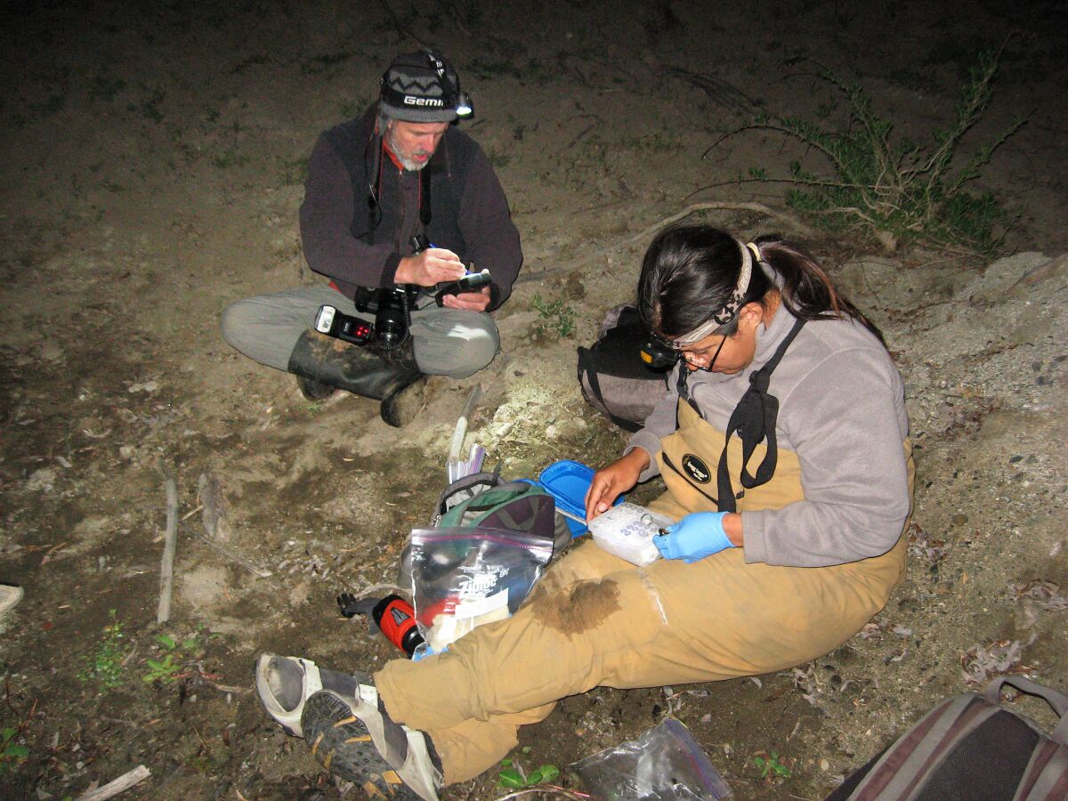 Bradford Hollingsworth, curator of herpetology at the San Diego Natural History Museum, and Anny Peralta-Garcia, co-founder of Conservacion de Fauna del Noroeste, conduct field work related to rare red-legged frogs in the San Pedro Martir range in Baja California.