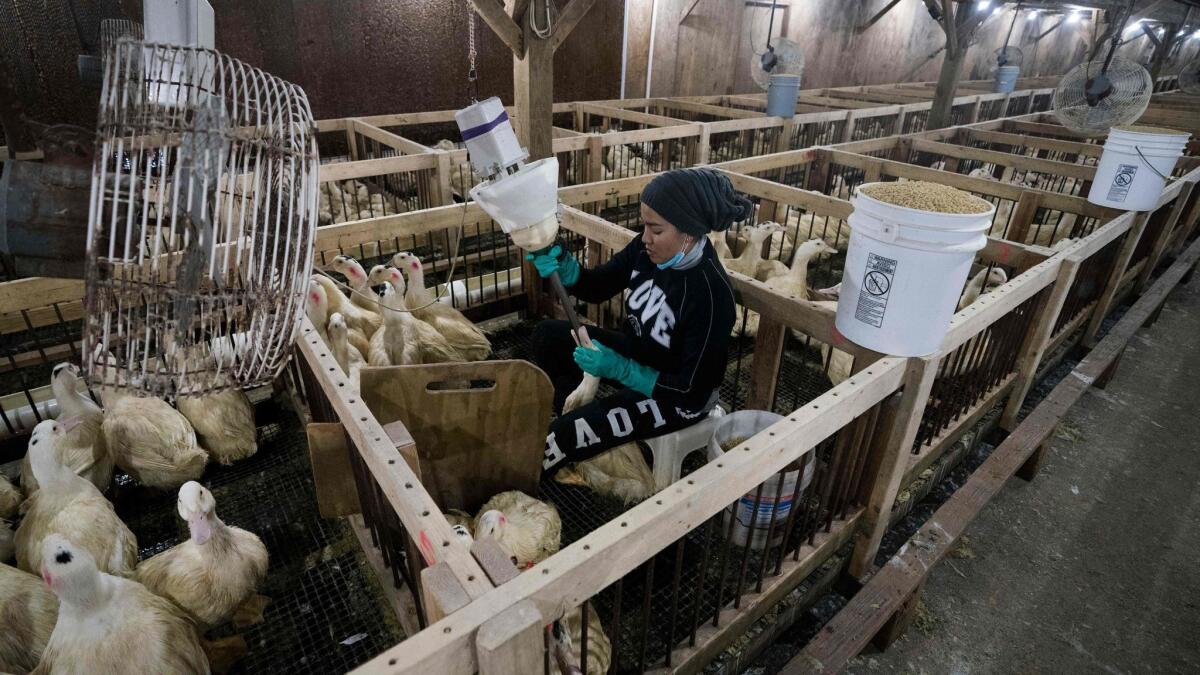 An employee feeds a duck at Hudson Valley Duck Farm in Ferndale, N.Y.