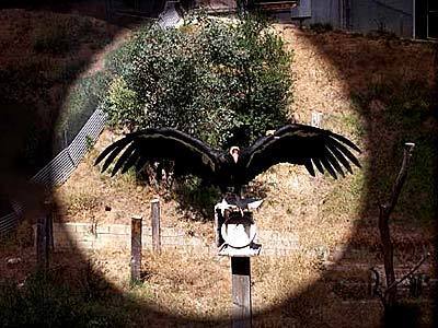 Observing a Condor