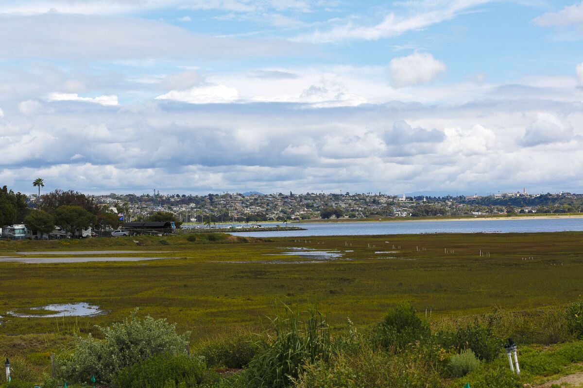A view of Kendall-Frost Mission Bay Marsh Reserve.
