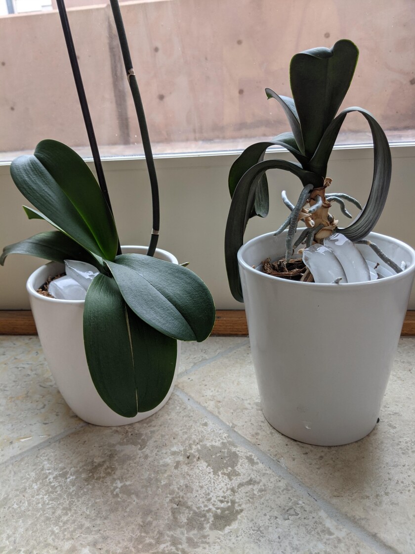 Several of Inga's readers maintain that all an orchid needs are a little sun and three ice cubes per week.