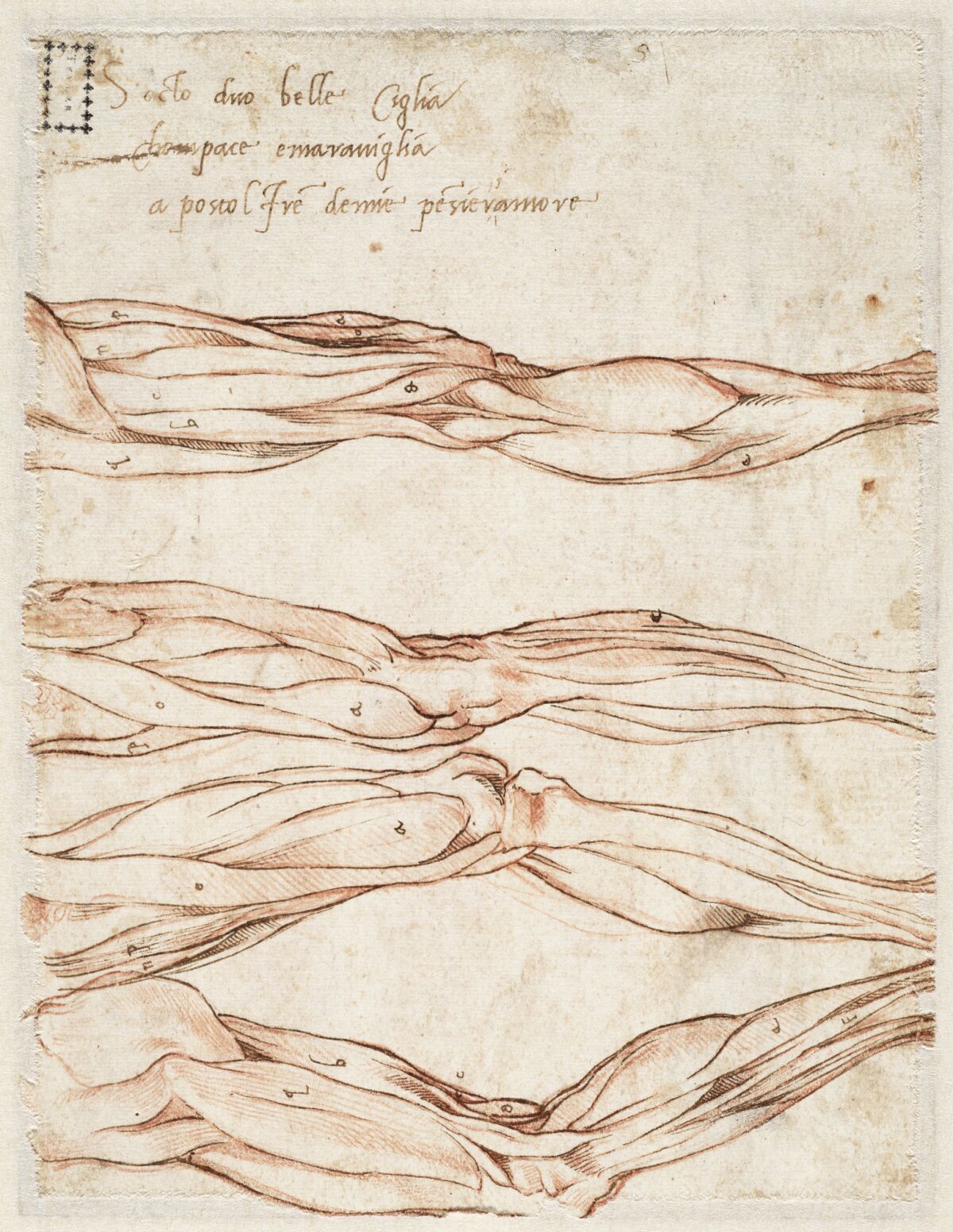 Michelangelo, "Four Studies of a Left Leg," circa 1515-20, red chalk, pen and brown ink