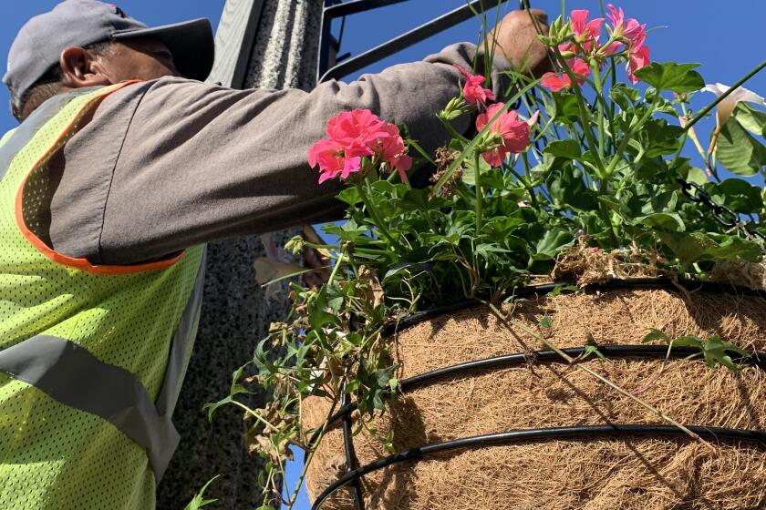 Since January, Enhance La Jolla has added 33 new hanging flower baskets in The Village.