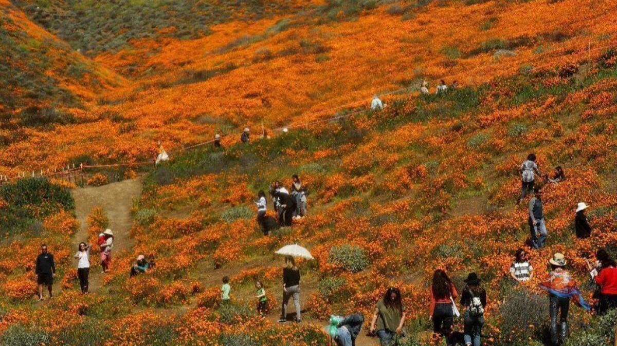 People visit a super bloom of wild poppies blanketing the hills of Walker Canyon in Riverside County on March 12.