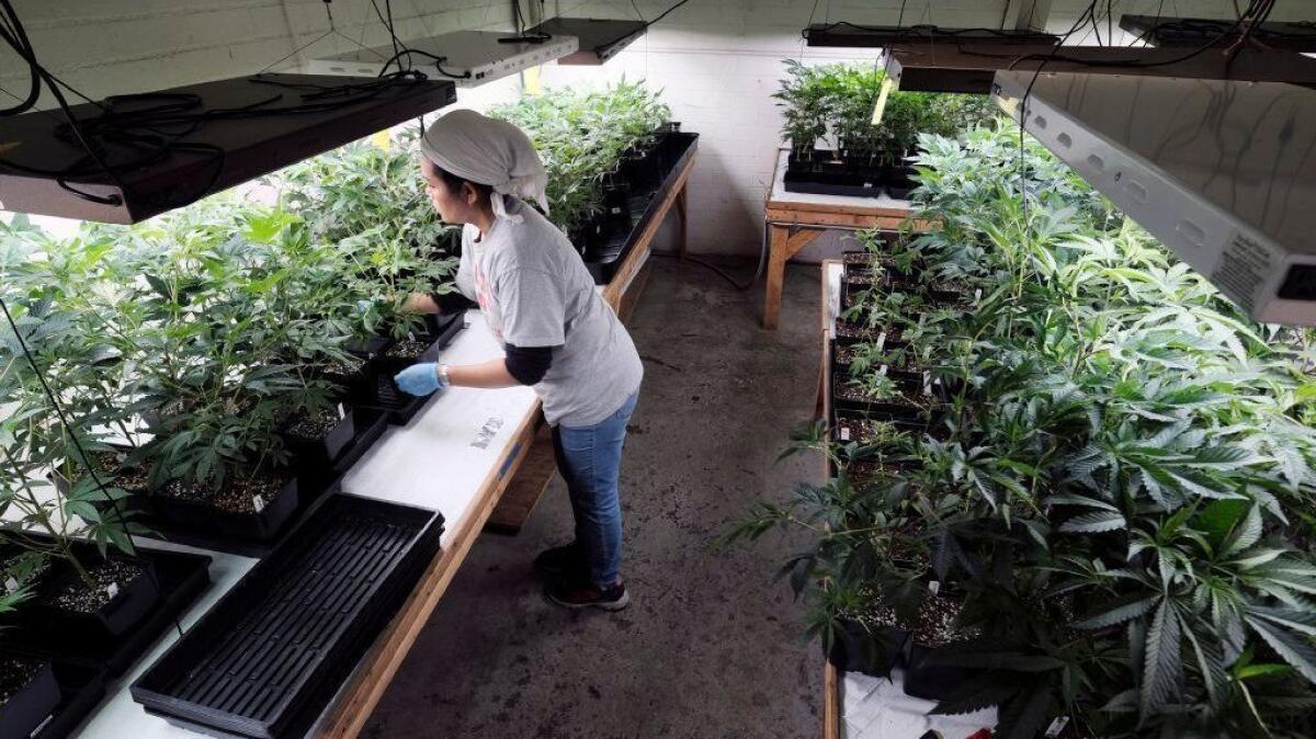 A grower attends to a crop of marijuana plants in Gardena on Dec. 27.