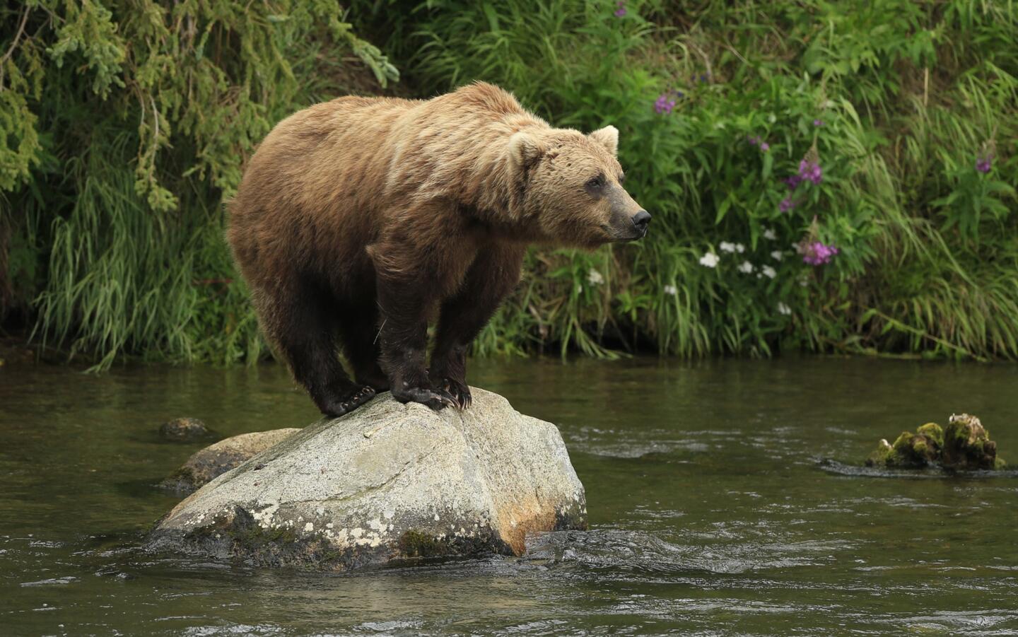 The coastal brown bears of Brooks Camp, Alaska