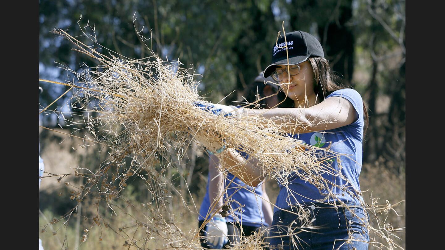 Volunteer Yeva Mikaelyan, 25 of Glendale, helps remove invasive dry grasses during the Nestle and Student Conservation Association Habitat Restoration Project at Debs Park in Los Angeles on Thursday, Aug. 10, 2017. About 100 volunteers showed up to remove invasive plant species and restore the area.