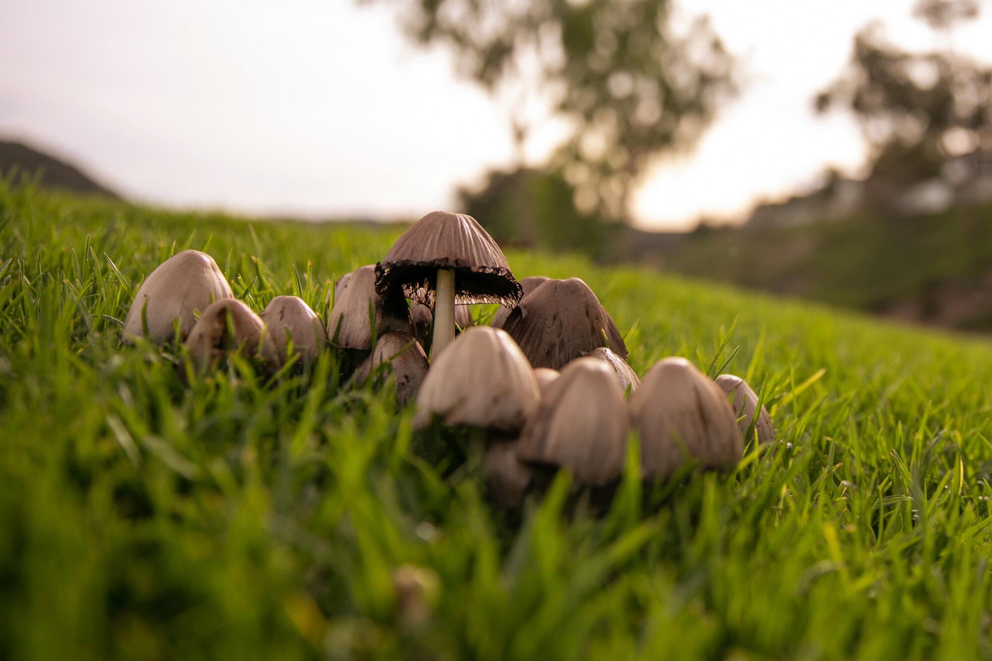 A cluster of brownish gray mushrooms in a patch of grass on a hillside