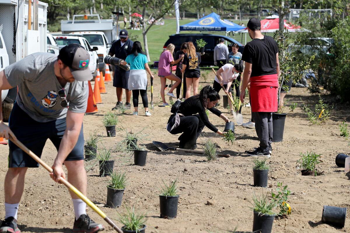 Dozens of volunteers help plant trees and other native plants.