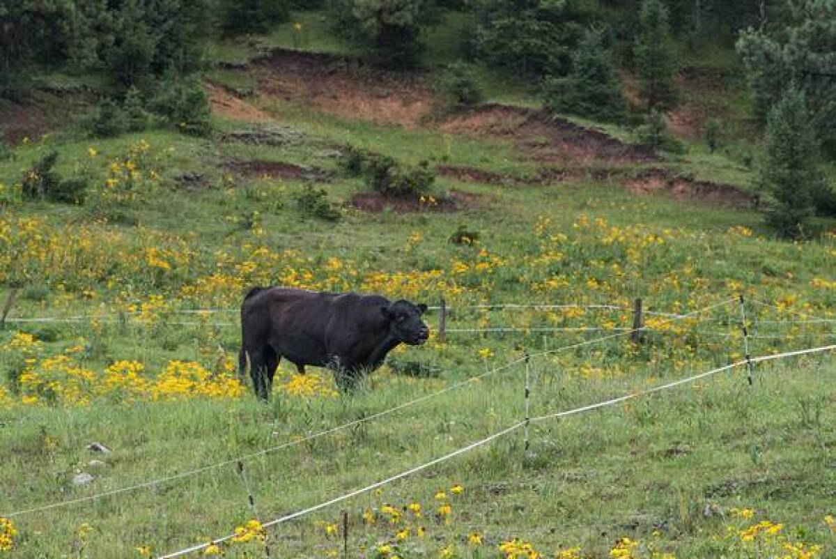 A bull inside an electric fence enclosure below Mauldin Spring in the Sacramento Mountains in southern New Mexico. The U.S. Forest Service said it uses new and existing fencing in an effort to control livestock access to riparian areas to protect habitat for the endangered New Mexico meadow jumping mouse.