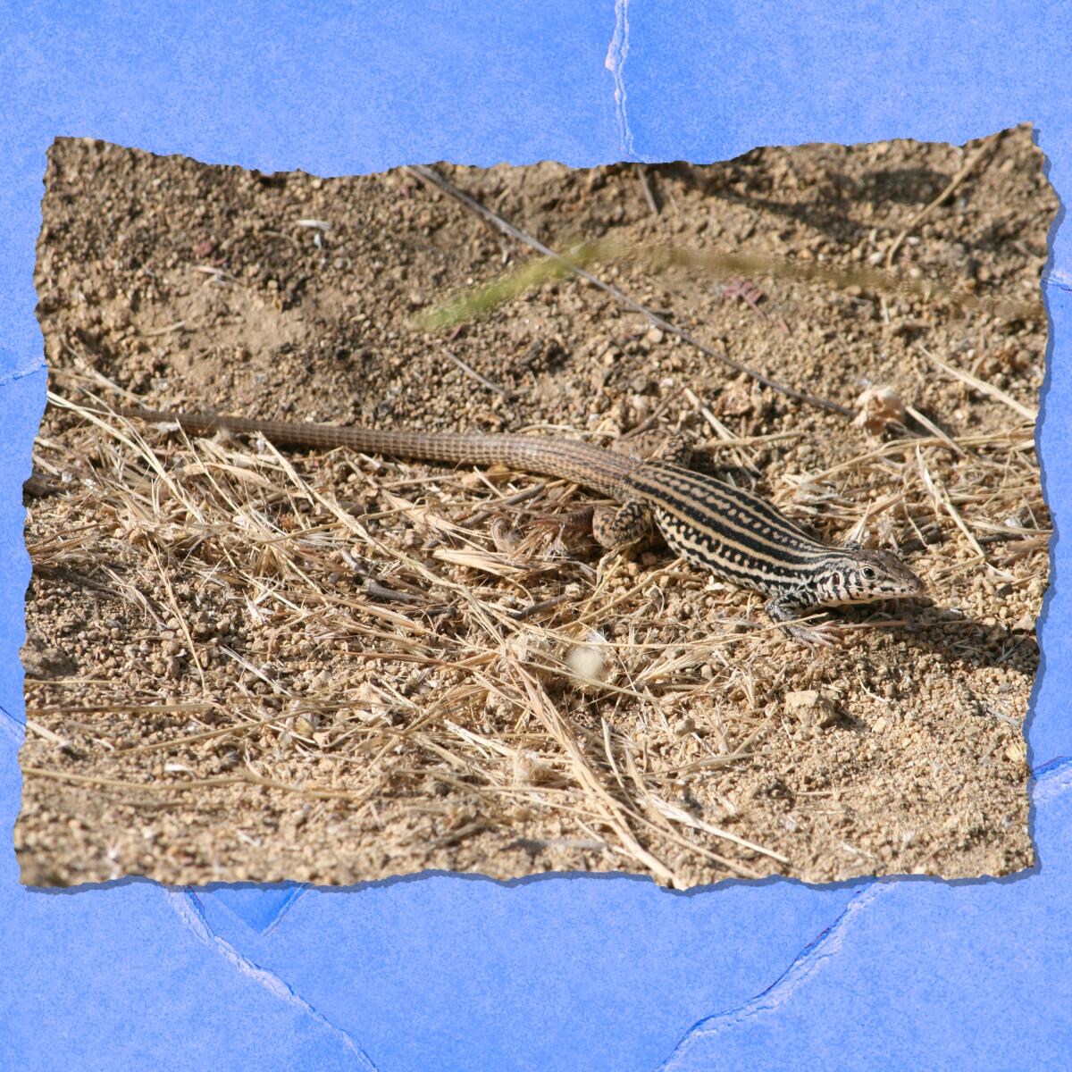 A whiptail lizard in Griffith Park.