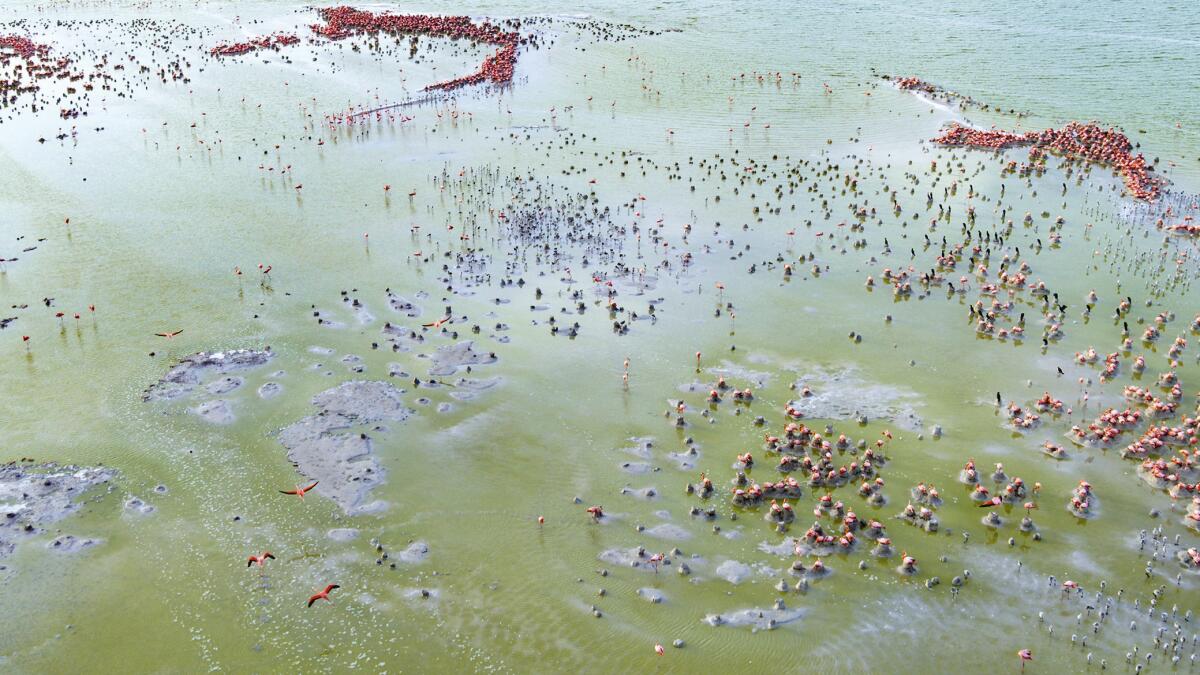 Une photo aérienne de flamants roses dans l'eau.