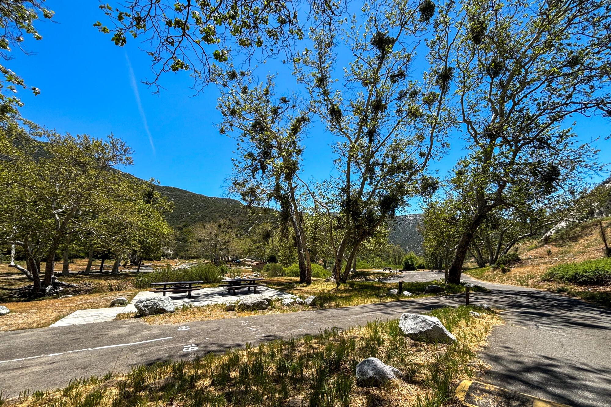 A drive-in campsite with a picnic table and tall sycamore trees