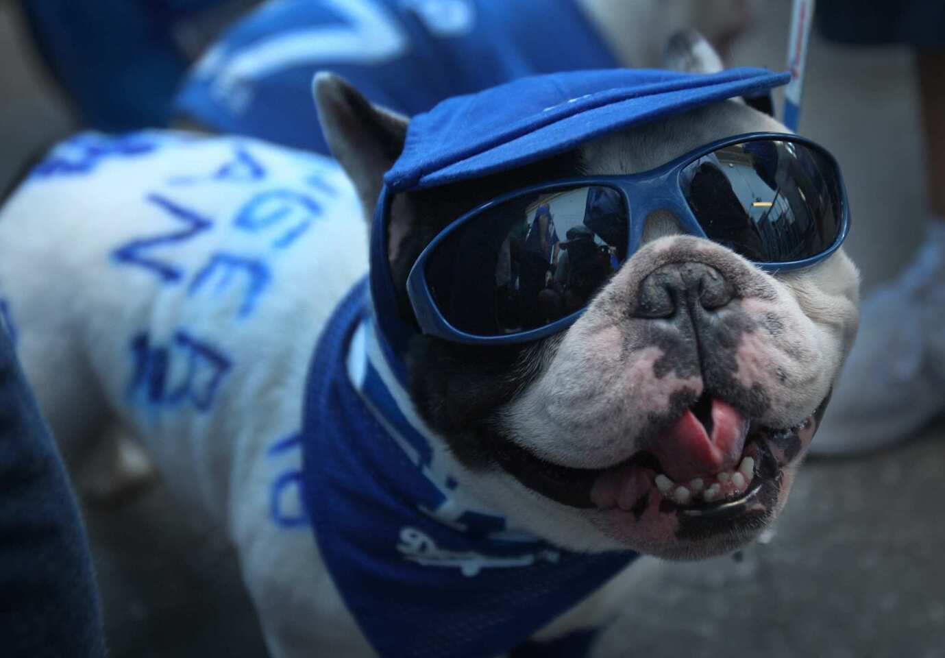 On this day, Dodger Stadium goes to the dogs - Los Angeles Times