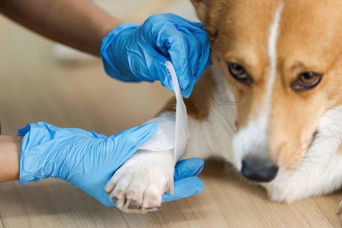 Pet Emergency Preparedness: First Aid, Disasters, and Prevention - Los ...