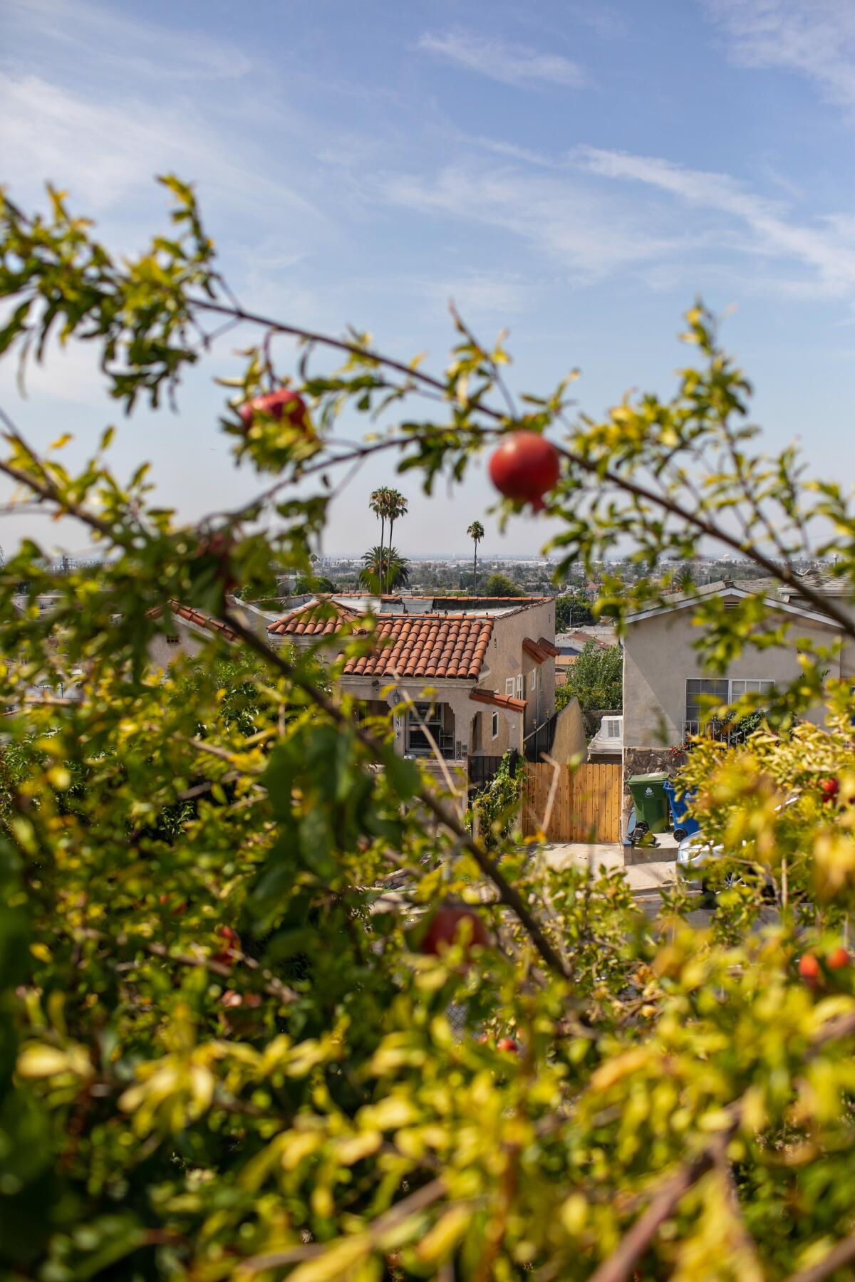 A view through fruit trees of a neighborhood.