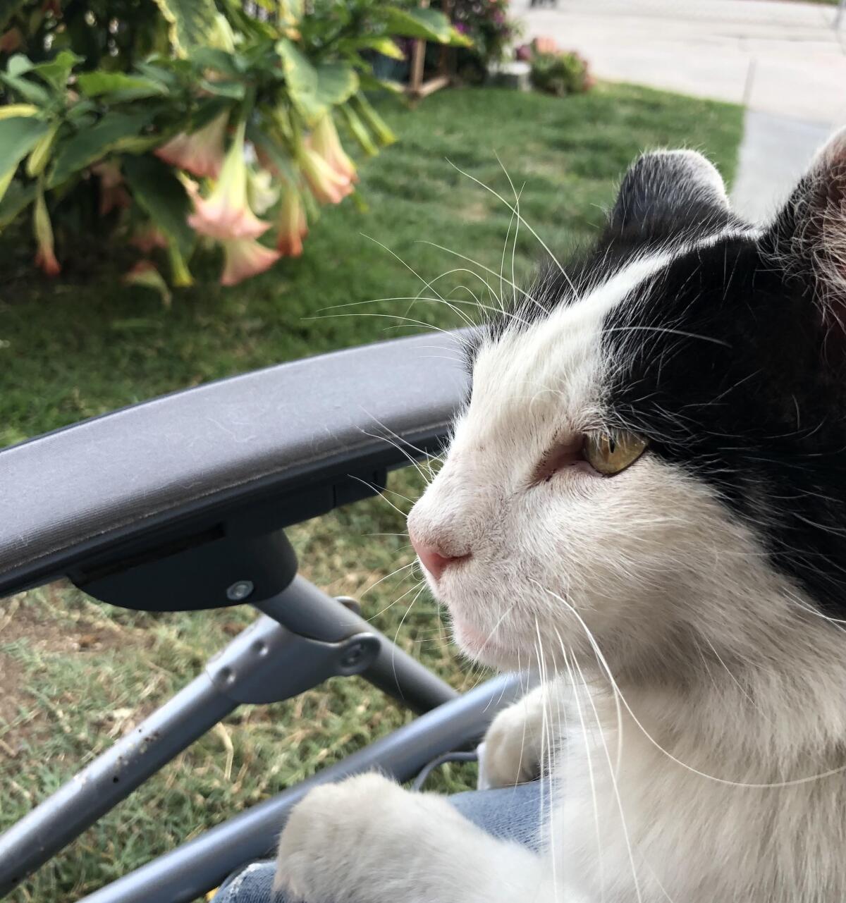 A black and white cat sits on a lawn chair outdoors.