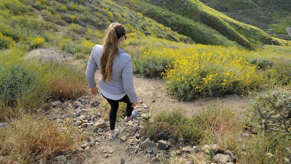 The blanket of orange poppies and crowds of people that covered the hillsides of Walker Canyon in Lake Elsinore have been replaced by perennial shrubs and lighter foot traffic.