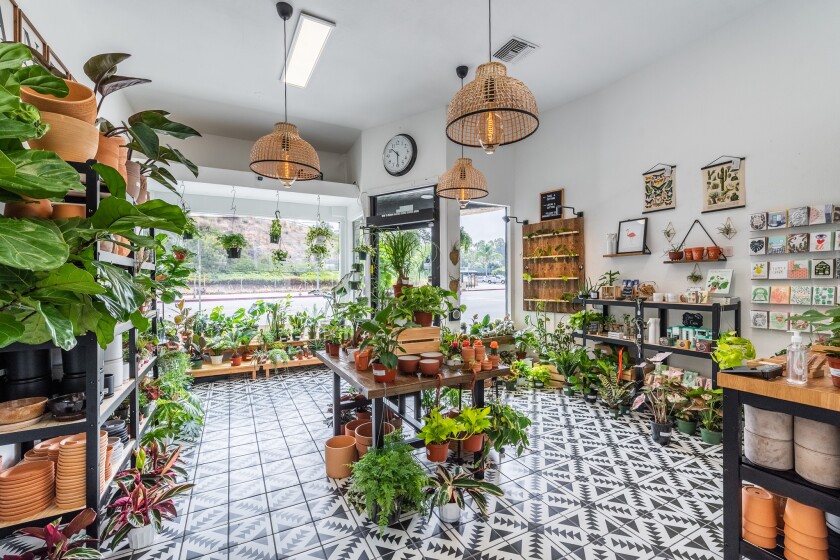 Houseplants and other items displayed in a store with hanging basket lights and a patterned tile floor