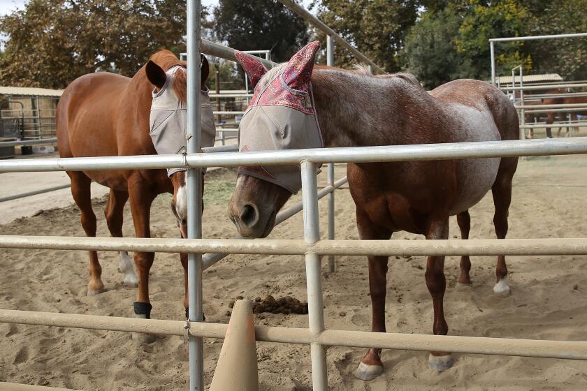 Evacuated horses at Serrano Creek Equestrian in Lake Forest. When the Airport Fire sparked and grew exponentially, volunteers sprang into action with the OC Animal Response Team and helped evacuate and shelter horses and other large animals at Serrano Creek Equestrian in Lake Forest and the OC Fairgrounds.