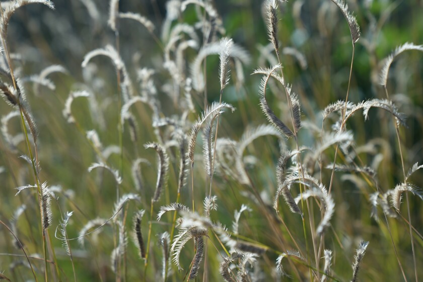 Wheaty grasses 