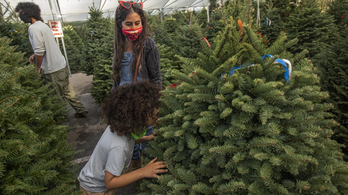 The ultimate guide to buying a real Christmas tree - Los Angeles Times