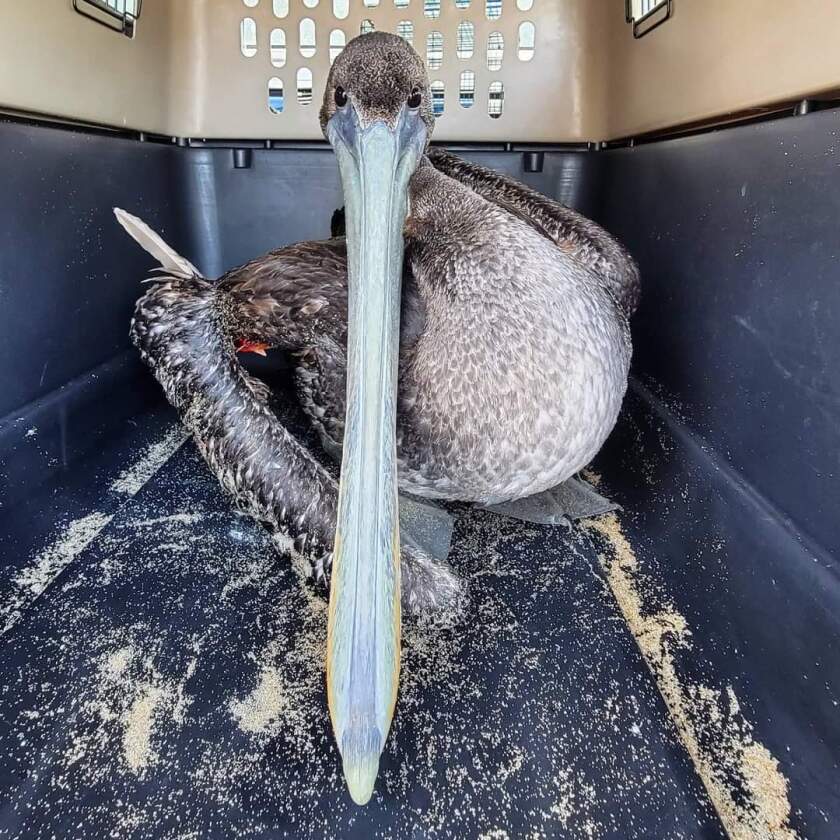 Injured pelican