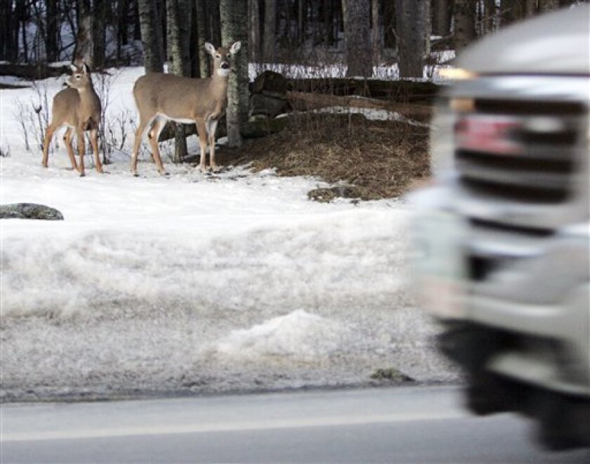 In Rural Nh Deer Car Crashes Bring Free Dinner The San Diego