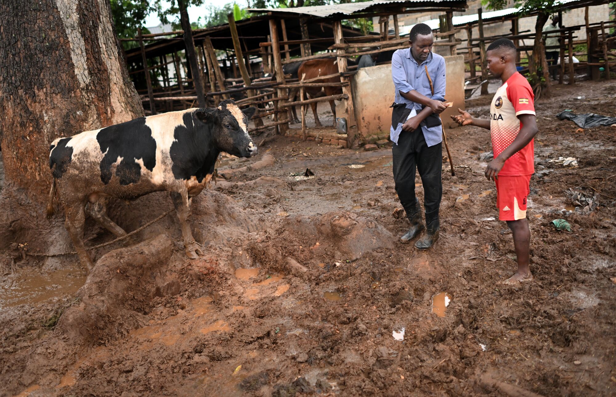 Dennis Kasumba otrzymuje równowartość 50 dolarów za łopatowanie gnoju.