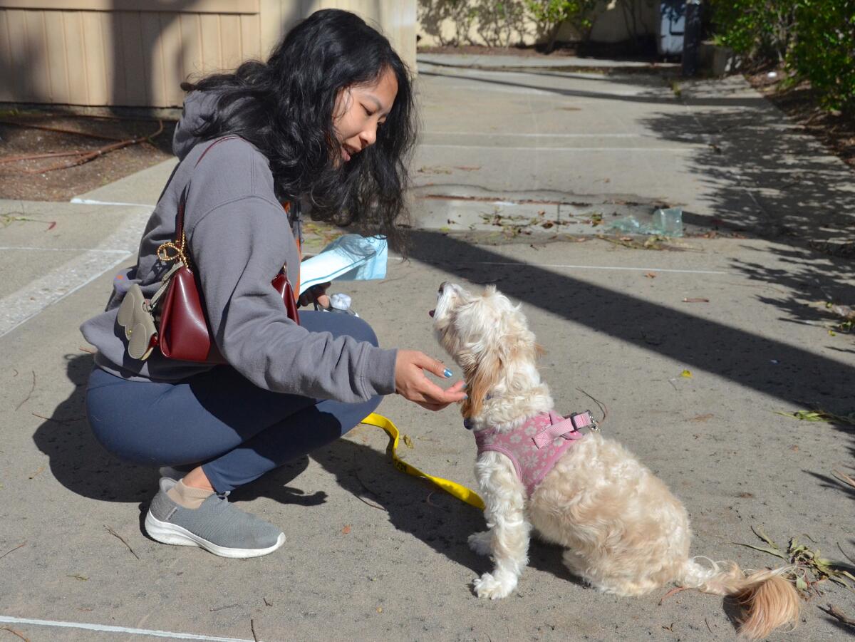 PAC volunteer Isabella Chang calms rescue dogMixie during the Furever Valentine Pet Adoption.