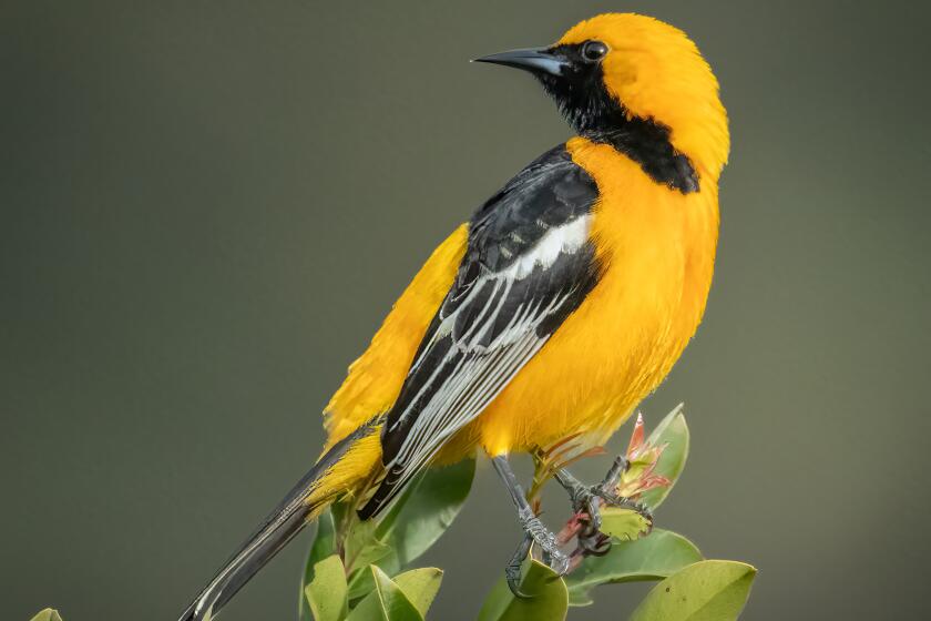 A male hooded oriole.