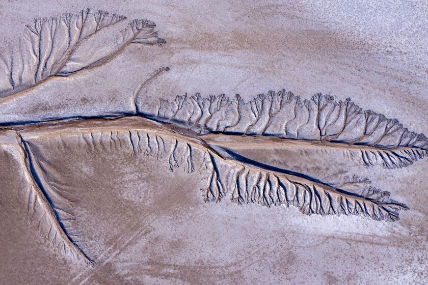 Ejido Indiviso, Baja California - March 23: Tentacles formed by the ebb and flow of tides etch a pattern into mud in the Colorado River Delta Wednesday, March 23, 2022 in Ejido Indiviso, Baja California. (Brian van der Brug / Los Angeles Times)