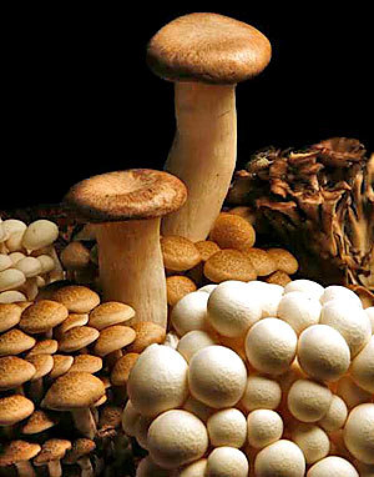 King Oyster Mushroom and Shimeji Mushroom and Shitake Mushroom O