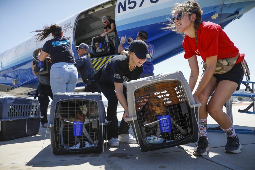 1179949-sd-me-beagle-arrival_NL San Diego, CA August 31, 2022 San Diego Humane Society employees and volunteers unloaded 108 of the 4,000 beagles who are part of a large-scale rescue from a Virginia-based company that breeds and sells animals for use in scientific testing. The beagles arrived on a Greater Good Charities flight at Circle Air at Gillespie Field in El Cajon this afternoon. They were then transported to San Diego Humane Society's El Cajon Campus for intake and exams. Nancee E. Lewis / Nancee Lewis Photography. ©Nancee E. Lewis / Nancee Lewis Photography
