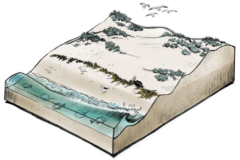 An illustration of a pristine beach sand dune habitat