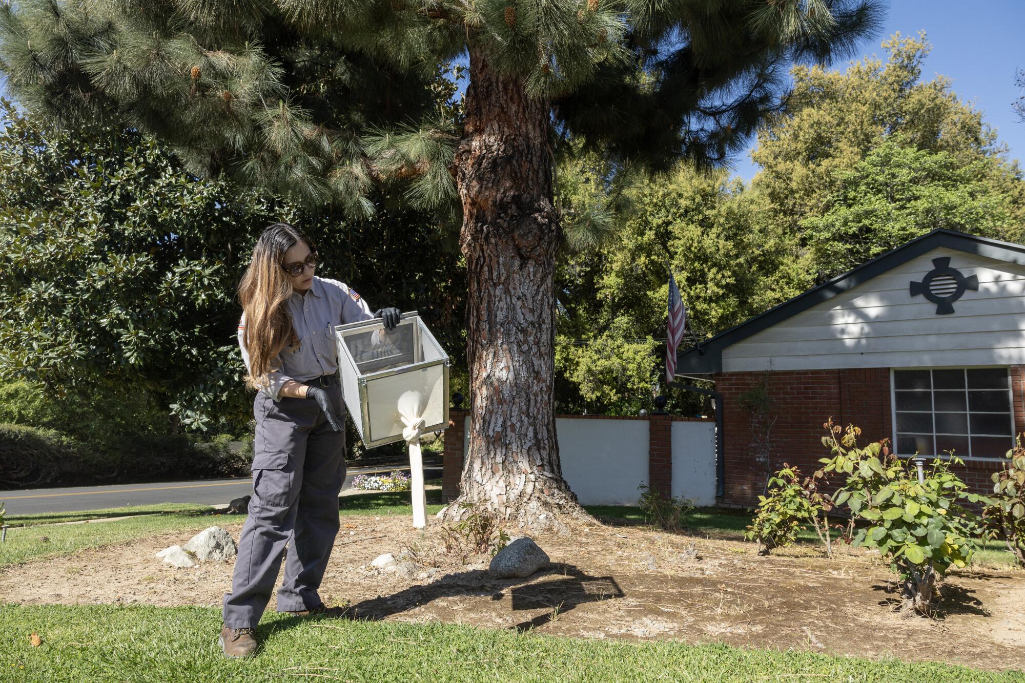 A woman stands under a tree in a residential area, releasing mosquitoes from a box.